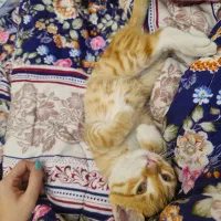 گربه نر دو سه ماهه|گربه|ارومیه, |دیوار