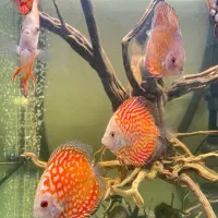 دیسکس|ماهی|تهران, یاخجی آباد|دیوار