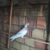 کفتر گرفتی همه