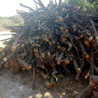 خریدار انواع چوب|خدمات باغبانی و درختکاری|اقبالیه, |دیوار