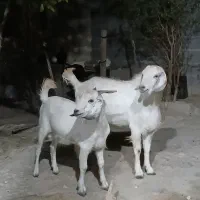 کهره|حیوانات مزرعه|گله دار, |دیوار
