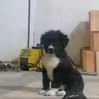 توله قدرجونی|سگ|مسجد سلیمان, |دیوار