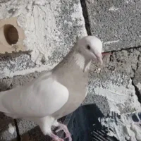 کبوتر ایسونم|پرنده|دهدشت, |دیوار