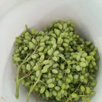 قوره  عسگری درجه یک یک