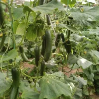 باغبانی محلول حذف هرز پیوند تقویتی ضد افت|خدمات باغبانی و درختکاری|زابل, |دیوار