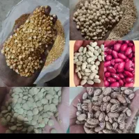 حبوبات خشکبار برنج ایرانی و خارجی تخمه کانادایی