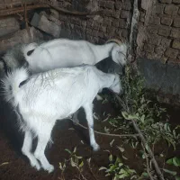 گوسفند بز شیری