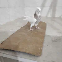 جوجه طوقی|پرنده|شوشتر, |دیوار