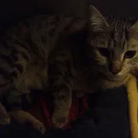 گربه ماده واگذاری