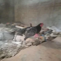 خروس لاری|حیوانات مزرعه|کرج, اکبرآباد|دیوار