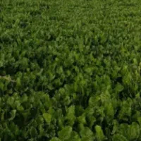 اجاره زمین کشاورزی