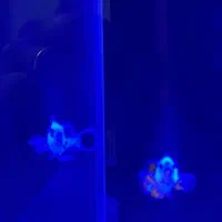 جفت استورم آبشور