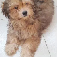 شیتزو تریر ماده