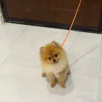 پامر خرسی اصیل