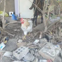 خروس اصیل و کفتر کبوتر و بره چاق|حیوانات مزرعه|مشهد, امیریه|دیوار