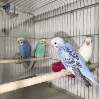 جفت مرغ عشق کار داده