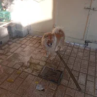 سگ فروشی قیمت 15ساعت پنج ونیم به بعد در خدمتم|سگ|شهریار, شهریار|دیوار