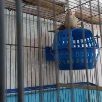 فنج ۳جفت|پرنده|بندرعباس, |دیوار