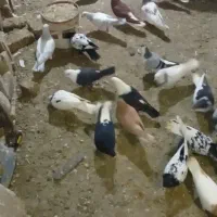 کفتر