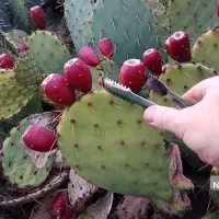 کاکتوس میوه دار