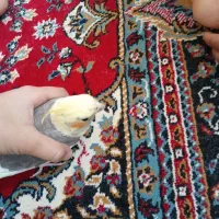 عروس هلندی سخنگو ودستی