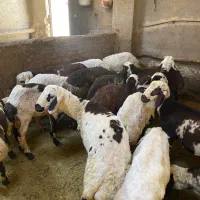 بره نر ،میش،قوچ،بز