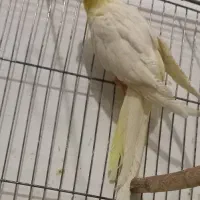 عروس هلندی|پرنده|سبزوار, هویزه|دیوار