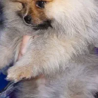 پامرین خرسی