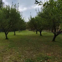 باغ کنار جاده فروش یا معاوضه با آپارتمان در رشت