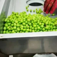 آبغوره /آبلیمو گیری هر کیلو فقط ۵هزار تومان