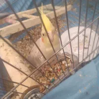 عروس هلندی|پرنده|کنگاور, |دیوار