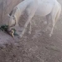 اسب