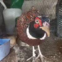 تخم مرغ برهما .جوجه برهما. لایت  از بهترین مولدها|حیوانات مزرعه|لنجان, |دیوار