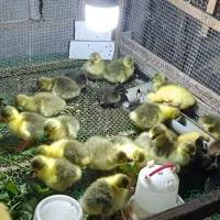 سلام تعدادی جوجه غاز