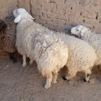 فروش‌بره‌نر‌چاق‌سفید‌محلی