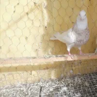 طوقی اجری خال سرکه ای نر|پرنده|سنندج, |دیوار