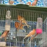 قناری سرخ رد فاکتور و مزایکی اورجینال خاص|پرنده|خمینیشهر, |دیوار