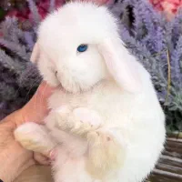 خرگوش دست و پا کوتاه روسی