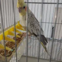 عروس هلندی|پرنده|شیراز, لاله|دیوار
