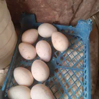 تخم بوقلمون