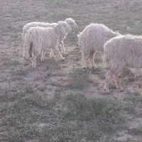 میش.،.|حیوانات مزرعه|فردوس (خراسان), |دیوار