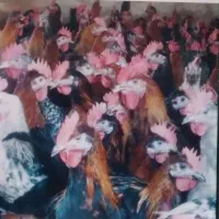 خروس دورگ و محلی