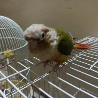 گرینچیک|پرنده|تربت‌حیدریه, منظر|دیوار