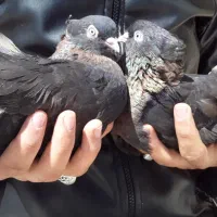 کبوتر کفتر سوسنی سرخ زاغ اراکی بمبوی|پرنده|شهرضا, |دیوار