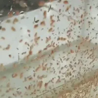 دافنی ماگنا،موینا جلبک اسپرولینا