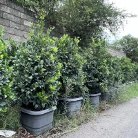 یاس هلندی جعبه چهل و ناندینا سطل ده و نیمه زباله