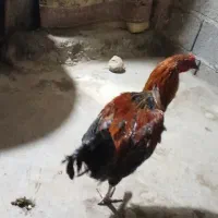 دوعدد خروس بفروش|حیوانات مزرعه|تخت, |دیوار