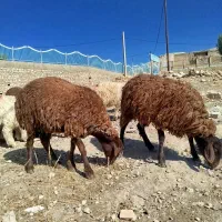 ۲۴عدد بره نر و ماده سالم حراج جفت۱۸|حیوانات مزرعه|پلدختر, |دیوار