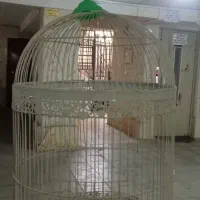 دوتا قفس پرنده ۸۰۰|لوازم جانبی حیوانات|هشتگرد, شهرک گلخانه|دیوار