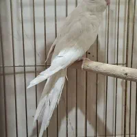 عروس هلندی|پرنده|شیراز, شهرک سراج|دیوار